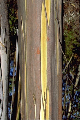 APII jpeg image of Eucalyptus paliformis  © contact APII