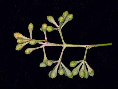 APII jpeg image of Eucalyptus melanophloia subsp. melanophloia  © contact APII