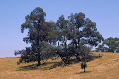 APII jpeg image of Eucalyptus alligatrix subsp. miscella  © contact APII