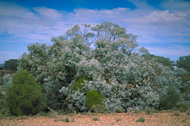 APII jpeg image of Eucalyptus gillii  © contact APII