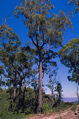 APII jpeg image of Eucalyptus sparsifolia  © contact APII