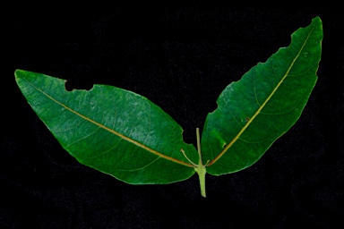 APII jpeg image of Angophora hispida  © contact APII