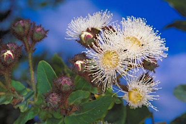 APII jpeg image of Angophora hispida  © contact APII