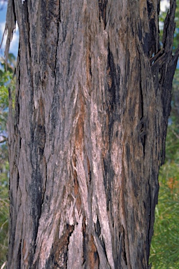 APII jpeg image of Angophora robur  © contact APII