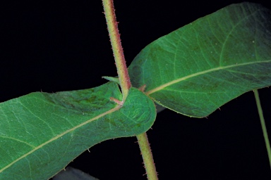 APII jpeg image of Angophora floribunda  © contact APII