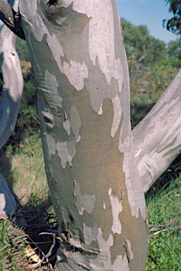 APII jpeg image of Eucalyptus pauciflora subsp. debeuzevillei  © contact APII