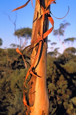 APII jpeg image of Eucalyptus albida  © contact APII