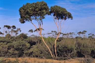 APII jpeg image of Eucalyptus albida  © contact APII