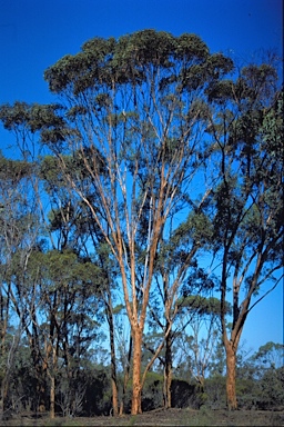 APII jpeg image of Eucalyptus astringens subsp. astringens  © contact APII