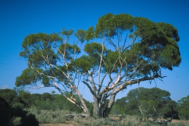 APII jpeg image of Eucalyptus brachycalyx  © contact APII