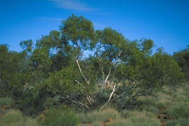 APII jpeg image of Eucalyptus brachycalyx  © contact APII