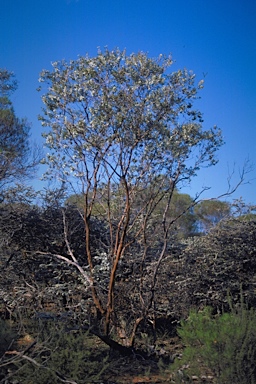 APII jpeg image of Eucalyptus x brachyphylla  © contact APII