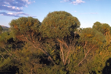 APII jpeg image of Eucalyptus buprestium  © contact APII