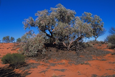 APII jpeg image of Eucalyptus canescens subsp. canescens  © contact APII