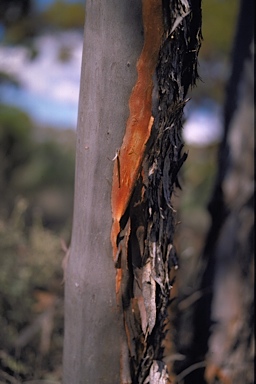 APII jpeg image of Eucalyptus celastroides subsp. celastroides  © contact APII