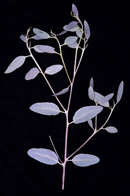 APII jpeg image of Eucalyptus celastroides subsp. celastroides  © contact APII