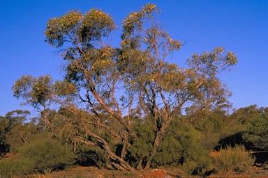 APII jpeg image of Eucalyptus ceratocorys  © contact APII