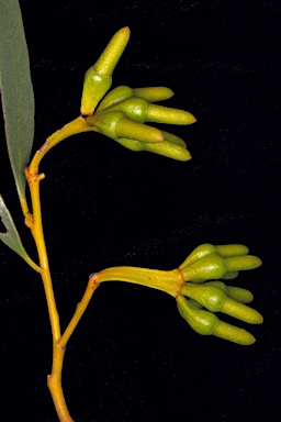 APII jpeg image of Eucalyptus depauperata  © contact APII