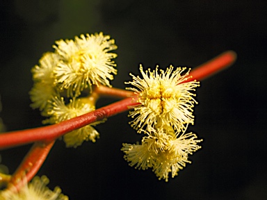 APII jpeg image of Eucalyptus ebbanoensis subsp. photina  © contact APII