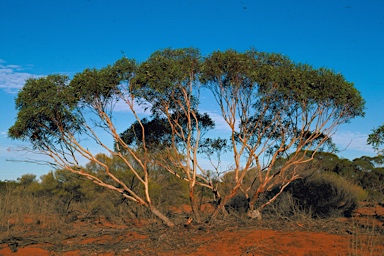 APII jpeg image of Eucalyptus eremicola subsp. eremicola  © contact APII