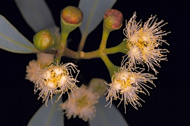 APII jpeg image of Eucalyptus eudesmioides  © contact APII