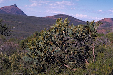 APII jpeg image of Eucalyptus pleurocarpa  © contact APII