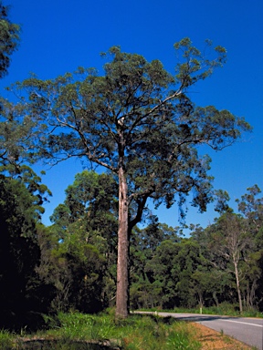 APII jpeg image of Eucalyptus guilfoylei  © contact APII