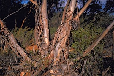 APII jpeg image of Eucalyptus histophylla  © contact APII