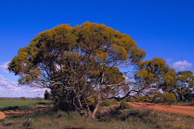 APII jpeg image of Eucalyptus horistes  © contact APII