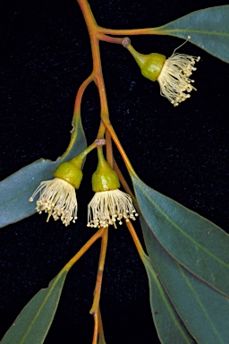 APII jpeg image of Eucalyptus indurata  © contact APII