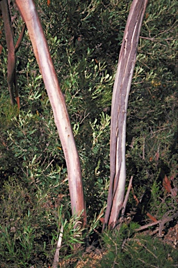 APII jpeg image of Eucalyptus kessellii  © contact APII