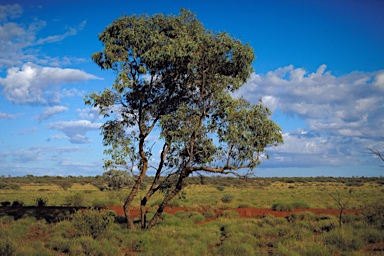 APII jpeg image of Eucalyptus kingsmillii subsp. kingsmillii  © contact APII