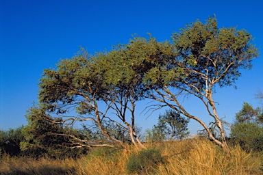 APII jpeg image of Eucalyptus leptopoda subsp. arctata  © contact APII