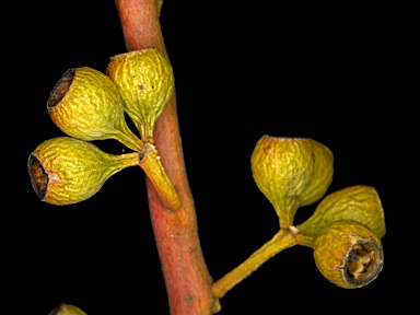 APII jpeg image of Eucalyptus lucasii  © contact APII