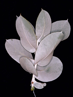 APII jpeg image of Eucalyptus macrocarpa subsp. macrocarpa  © contact APII