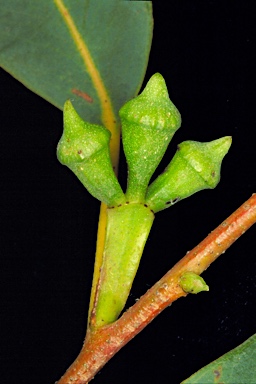 APII jpeg image of Eucalyptus megacarpa  © contact APII