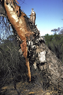 APII jpeg image of Eucalyptus oldfieldii  © contact APII