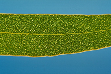 APII jpeg image of Eucalyptus oleosa subsp. oleosa  © contact APII