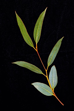 APII jpeg image of Eucalyptus oleosa subsp. oleosa  © contact APII