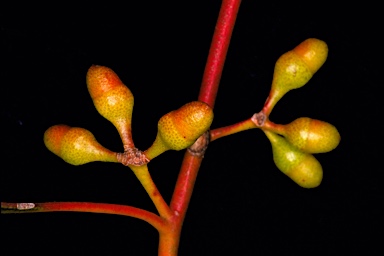 APII jpeg image of Eucalyptus oleosa subsp. oleosa  © contact APII