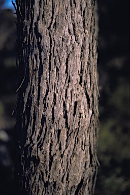 APII jpeg image of Eucalyptus oleosa subsp. corvina  © contact APII