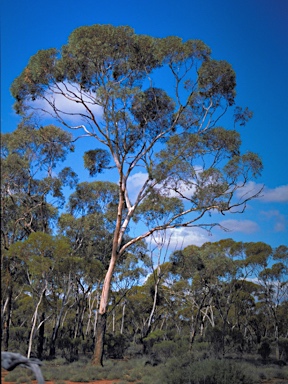 APII jpeg image of Eucalyptus hypolaena  © contact APII