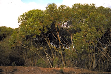 APII jpeg image of Eucalyptus oraria  © contact APII