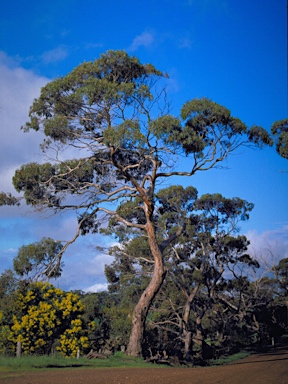 APII jpeg image of Eucalyptus petiolaris  © contact APII