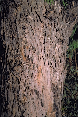 APII jpeg image of Eucalyptus petiolaris  © contact APII