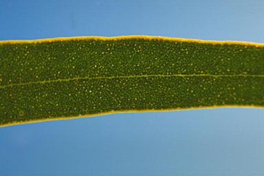 APII jpeg image of Eucalyptus phenax subsp. phenax  © contact APII