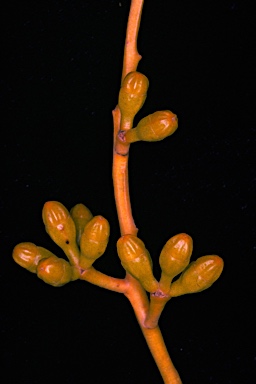 APII jpeg image of Eucalyptus phenax subsp. phenax  © contact APII