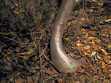 APII jpeg image of Eucalyptus platypus subsp. congregata  © contact APII