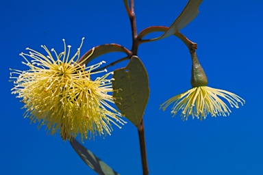 APII jpeg image of Eucalyptus platypus subsp. congregata  © contact APII