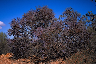 APII jpeg image of Eucalyptus pluricaulis subsp. porphyrea  © contact APII